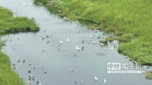 旗山汙水改善，旗山溪新旗尾橋西側出現大量白鷺等鳥類聚集覓食。 （林雅惠攝）