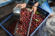 Feeding frenzy: At a quarter to 7pm, Santhi’s 94 luwaks are ready to be fed. Here, her assistant, Andre, prepares the trays full of ripe Arabica cherries which will be inserted into each cage by Santhi and her husband, Kadek.