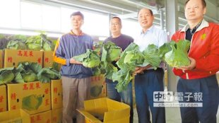 農糧署長李蒼郎（右二）25日親自將愛心高麗菜裝箱，將送往全國389處社福機構。（鐘武達攝）