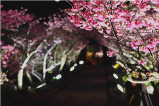 今歸仁城櫻花祭。（圖片來源／沖繩旅遊網站）