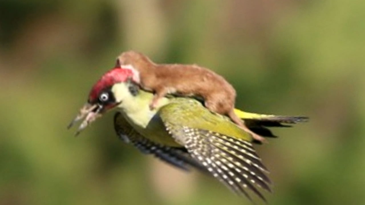 Woodpecker Takes Weasel On the Ride of Its Life