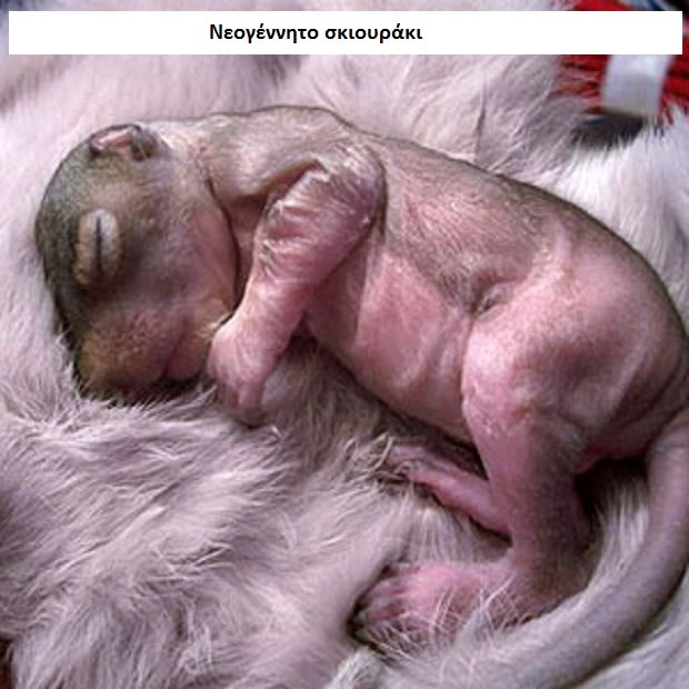 ΜΟΝΑΔΙΚΕΣ ΕΙΚΟΝΕΣ: Νεογέννητα από όλο το ζωικό βασίλειο