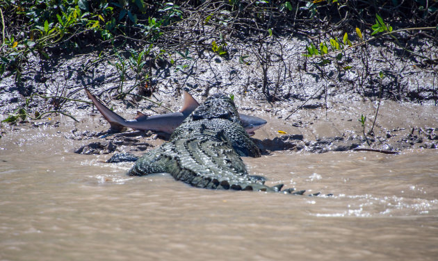 Brutus, el cocodrilo de 5,5 metros, adentrándose en los manglares con el ejemplar de tiburón toro entre sus dientes. (Crédito: Yahoo! News).