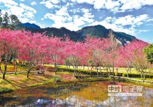 奧萬大森林遊樂區的櫻花園區，則已開滿燦爛的山櫻花，是賞櫻好時機。（楊樹煌攝）