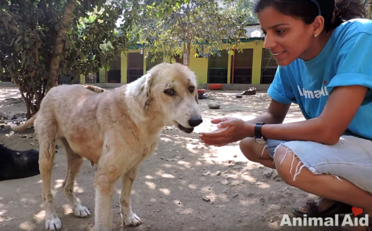 Spots Hair Loss Caused by Mites | Vetwest Animal Hospitals