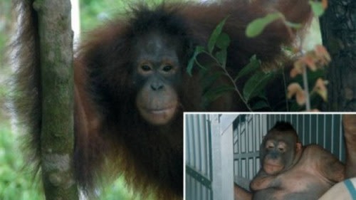 Orangotangos são usados em prostituição na Ásia