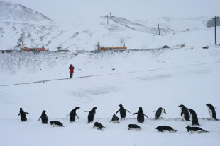 前往冰天雪地南極大陸觀光的人數不斷增加，對生態形成巨大威脅。（photo by Eli Duke on Flickr – used under Creative Commons license）