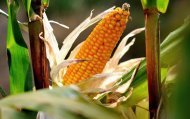 基改玉米致癌 法國專家重新發表報告