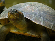 母龜藉由發出特定聲音，引導幼龜穿過水域。(photo by Wikipedia Flickr – used under Creative Commons license）