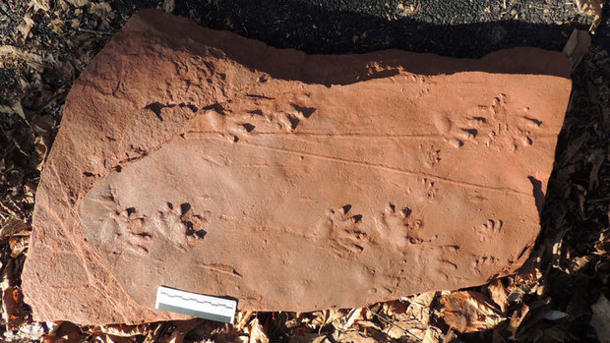 new-fossilized-footprints-at-grand-canyon-are-313-million-years-old