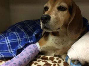 How an Accident Reunited a Lost Beagle With Colorado …