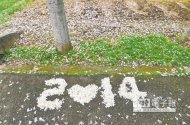 ←↓台東縣鹿野油桐花開，為2014全台油桐花系列活動揭序幕，遊客在油桐樹下品茗，十分愜意。（黃力勉攝）