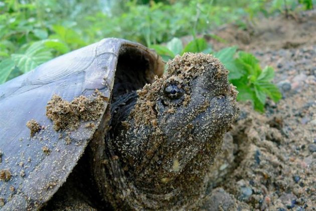Turtle populations in southern Ontario are under threat by poachers.THE CANADIAN PRESS/HO-Ron Brooks