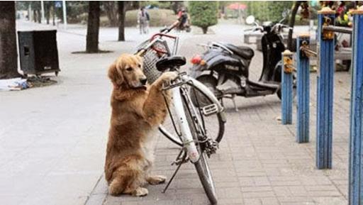 Απίστευτο! – Σκύλος φυλάει το ποδήλατο του ιδιοκτήτη του και ΔΕΙΤΕ ΤΙ ΚΑΝΕΙ ΣΤΟ ΤΕΛΟΣ [βίντεο]