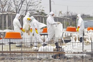 防疫總動員桃園市大園區一心屠宰場鵝隻遭驗出感染H5型禽流感，防疫人員17日撲殺2萬2000隻。（楊明峰攝）