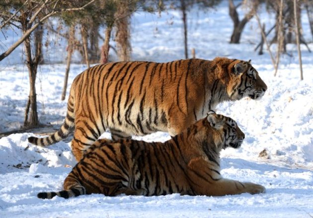 Tigres em um parque da cidade de Harbin