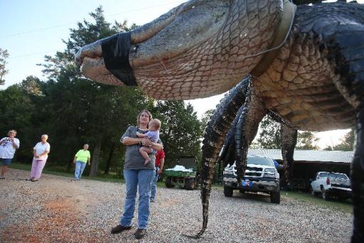 In this Saturday, Aug 16, 2014 photo, Mandy Stokes stands with her daughter Molly Kate Stokes next to a large alligator weighing 1011.5 pounds measuring 15-feet long is pictured in Thomaston, Ala. The alligator was caught in the Alabama River near Camden, Ala., by Mandy Stokes and family. (AP Photo/Al.com, Sharon Steinmann)