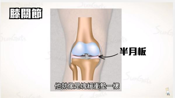 膝關節內的「半月板」負責隔開你的大腿骨和小腿骨，避免它們硬碰硬互相摩擦、導致損傷。（圖片／擷取自Sunguts youtube影片）