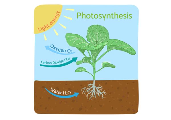 看似靜態的植物，除了有美化環境的觀賞用途外，其所具備的特殊「光合作用」反應，更有助調解室內的二氧化碳濃度。