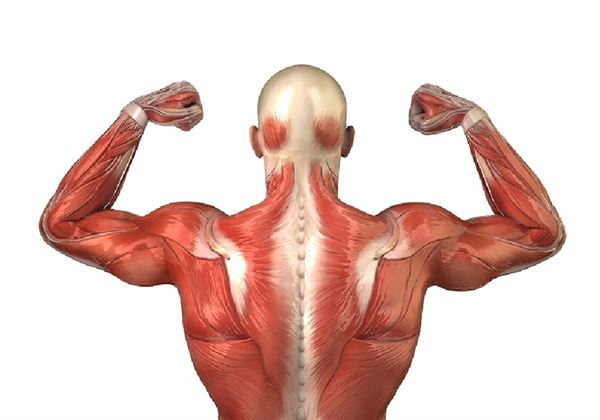 背部肌肉，包括：脊椎間與脊椎周圍的肌肉群，對於穩定脊椎構造有著極大的幫助，透過訓練與加強，可以減緩脊椎的退化，改善老化的症狀。（圖片／廖伯?醫師提供）