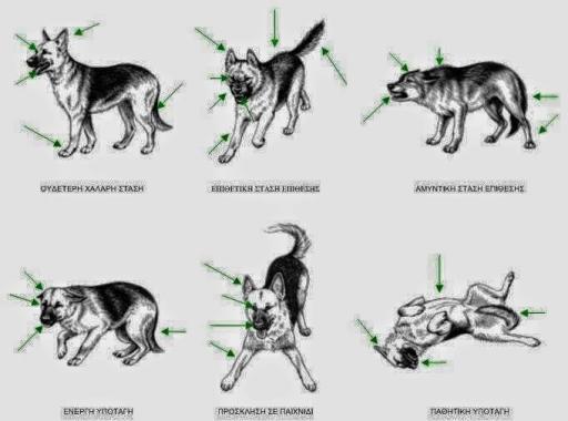 ΔΕΙΤΕ: Η γλώσσα του σώματος ενός σκύλου