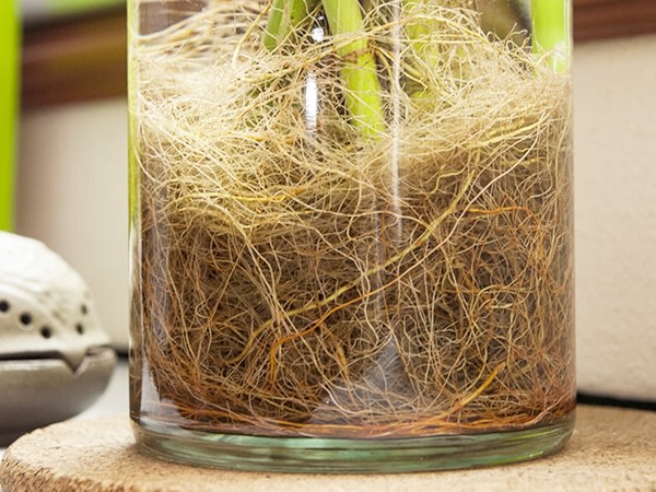 圖說：家中植物根鬚應經常修剪，以免煩惱多。謝沅瑾命理中心提供