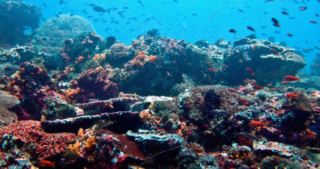 شعاب نوسا ليمبوغان المرجانية في بالي - المصدر: ويكيميديا كومنز