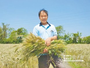 新竹縣冠軍米農民田守喜29日歡喜收割小麥田。（陳育賢攝）