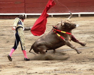 西班牙享負盛名的鬥牛文化遭致批評，認為其暴力又危險，應加以限制。（photo by Vladimir Terán Altamirano on Flickr –used under Creative Commons license）