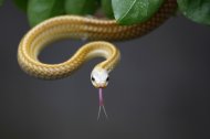 Thank the statists: Deadly Aesculapian Snakes On the Loose in London Snakes-20140510-163004-429