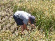 體驗水稻文化 感受農村生活趣
