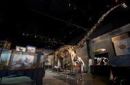 Foto de 19 de novembro de 2013 mostra esqueleto de dinosauro que foi vendido na Grã-Bretanha por 400.000 libras