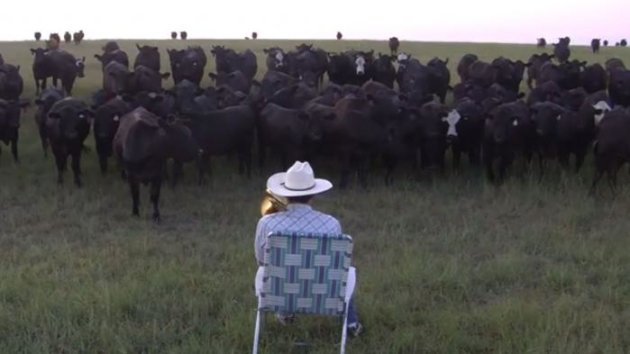 VIDEO. Un fermier joue de la pop au trombone pour appeler ses vaches