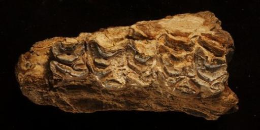 Fosil hewan purba mirip dinosaurus ditemukan di Yogyakarta