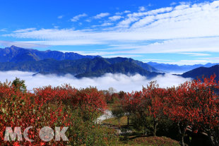 秋季的阿里山除了依舊美麗，更多了一抹詩意的楓紅。(圖片提供／嘉義林管處)