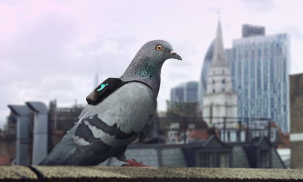 環保尖兵？倫敦想讓可愛鴿子當空污監測員