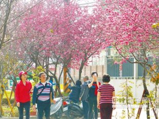 吸睛彰化縣芬園花卉生產休憩園區的八重櫻盛開，吸引不少遊客到訪。（洪璧珍攝）