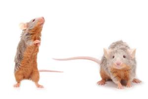 Bad Memories Turned to Happy Ones in Mice Brains