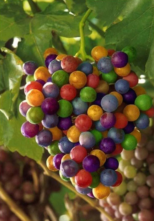 Khi trái cây có màu khác với chúng ta thường thấy
