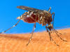 NEA looks into using mosquitoes to fight dengue