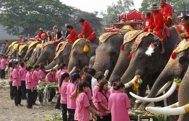 Sastre de elefantes en Sri Lanka