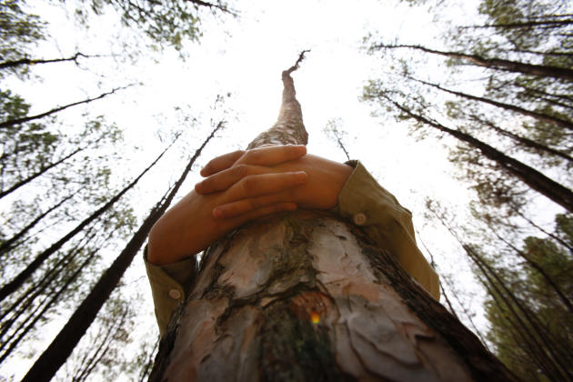 A Nepalese student hugs a tree during a mass tree hugging on the World Environment Day on the outskirts of Katmandu, Nepal, Thursday, June 5, 2014. More than 2,000 people gathered in Nepal's capital o
