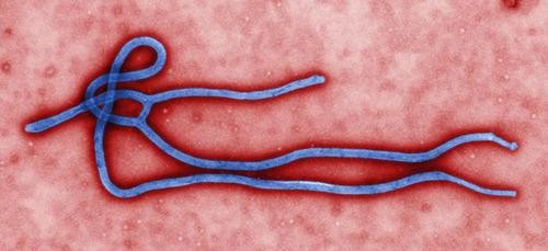 How Ebola Is Spread From Human to Human