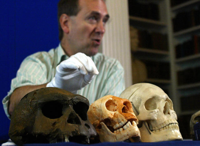 LONDON, UNITED KINGDOM: Professor Chris Stringer of the Natural History Museum holds his hand over a skull (C) that was found at a cave site called Liang Bua that belonged to an individual who, while fully adult, was barley a metre tall and had a skull the size of a grapefruit, 27 October 2004 in London during the announcment of the discovery of a new species of human living on the Indonesian island of Flores as recently as 18,000 years ago demonstrates that human diversity in recent past was much greater than expected. The skull homoserectus from Java (L) and a human skull (R) surround the newly found skull, all courtesy of the Science Museum. PICTURE EMBARGOED UNTIL 1800 GMT AFP PHOTO/JIM WATSON (Photo credit should read JIM WATSON/AFP/Getty Images)