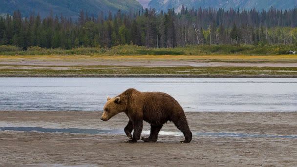 A stock photo of a bear. (STOCK PHOTO/Getty Images)