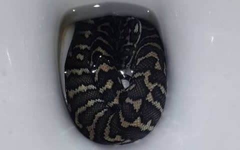 The non-venomous carpet python was hiding inside a toilet bowl - Credit: ASMINE ZELENY