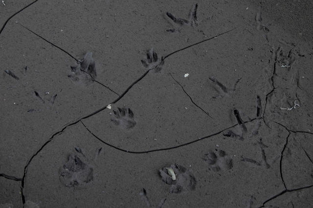 Various animal footprints are indented on an ash-covered road in Laurel. | Ezra Acayan—Getty Images