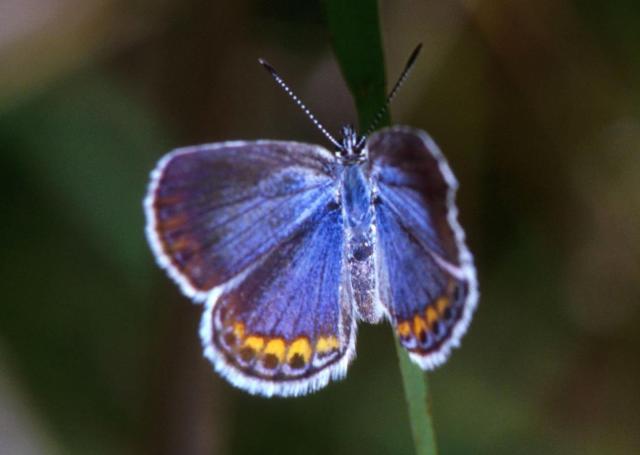 La mariposa Karner blue. (Wikimedia / Public Domain)