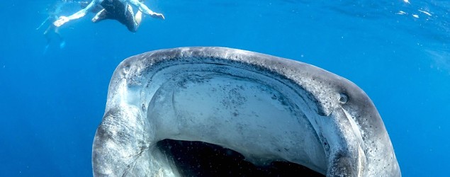 Photo of an enormous whale shark dwarfing a diver. (Caters News Agency)