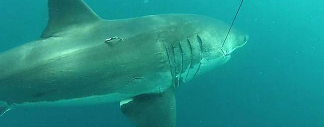 A giant great white shark is tagged in Australia (Photo courtesy of Department of Fisheries)